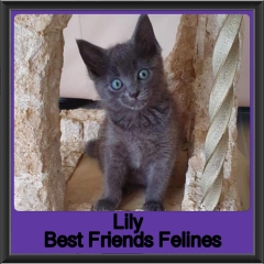 2019-Lily
