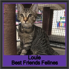 2019 - Louie