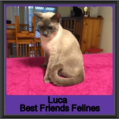 2019-Luca1