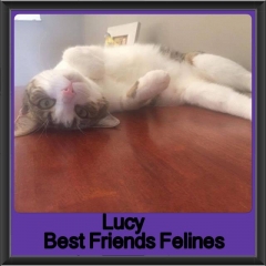 2019-Lucy