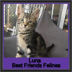 2019-Luna1