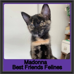 2019-Madonna