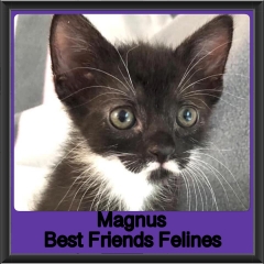 2019-Magnus