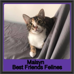 2019-Maisyn3