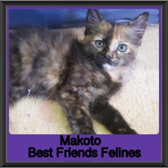 2019 - Makoto