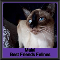 2019-Malai