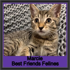 2019 - Marcie