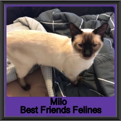 2019-Milo