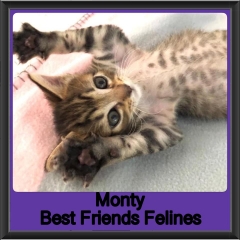 2019-Monty