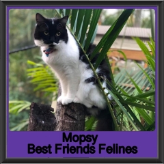 2019 - Mopsy