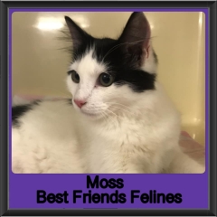 2019-Moss2