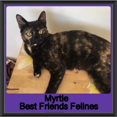 2019-Myrtle2