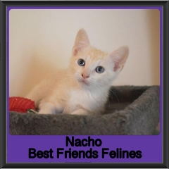 2019-Nacho1