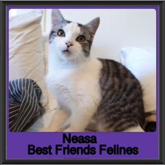 2019-Neasa