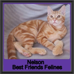 2019-Nelson2
