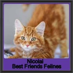 2019-Nicolai