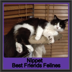 2019-Nippet3
