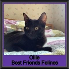 2019-Ollie