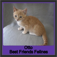 2019 - Otto