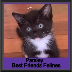 2019 - Parsley