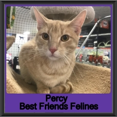 2019-Percy2