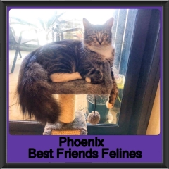 2019-Phoenix