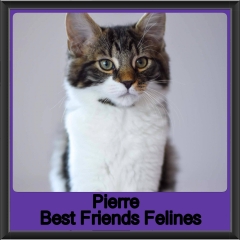 2019-Pierre