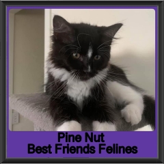 2019-Pine-Nut