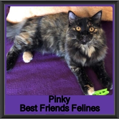 2019 - Pinky1