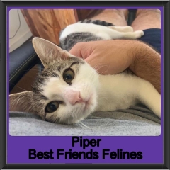 2019 - Piper