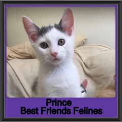 2019-Prince