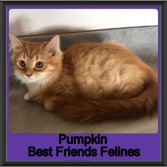 2019 - Pumpkin2