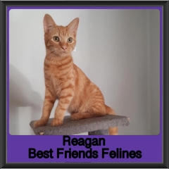2019 - Reagan3