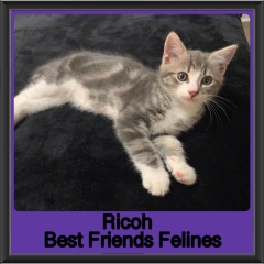 2019-Ricoh