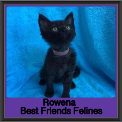 2019 - Rowena