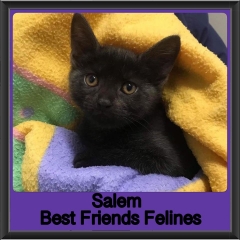2019 - Salem