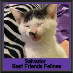 2019-Salvador
