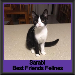 2019 - Sarabi1