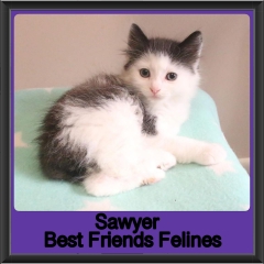 2019-Sawyer