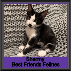 2019 - Shermy