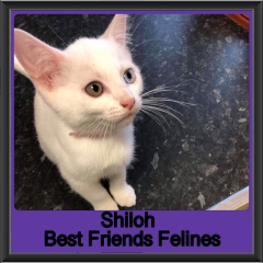 2019 - Shiloh1
