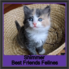 2019-Shimmer