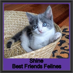 2019-Shine