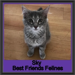 2019 - Sky