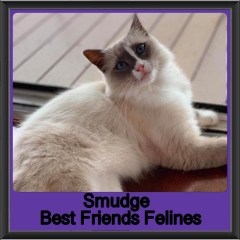 2019 - Smudge