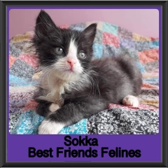 2019-Sokka