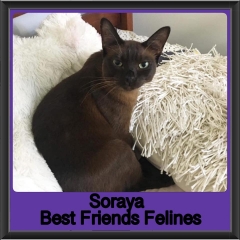 2019 - Soraya