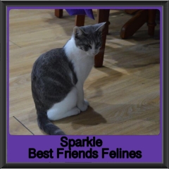 2019-Sparkle2