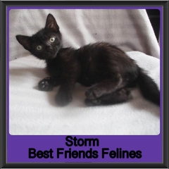 2019 - Storm