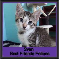 2019 - Sven